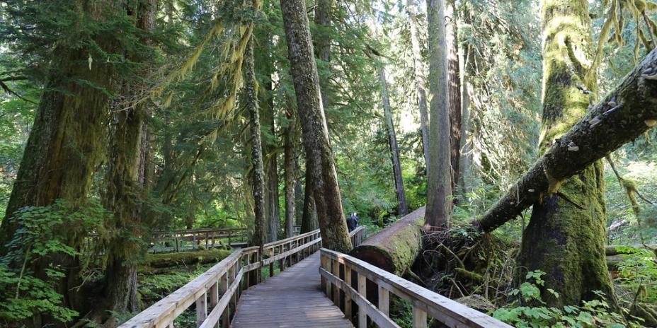 An elevated path through the woods.